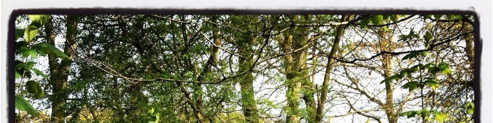 The beautiful nature reserve right on our doorstep. Bluebell time is my favourite time of the year up there ❤️