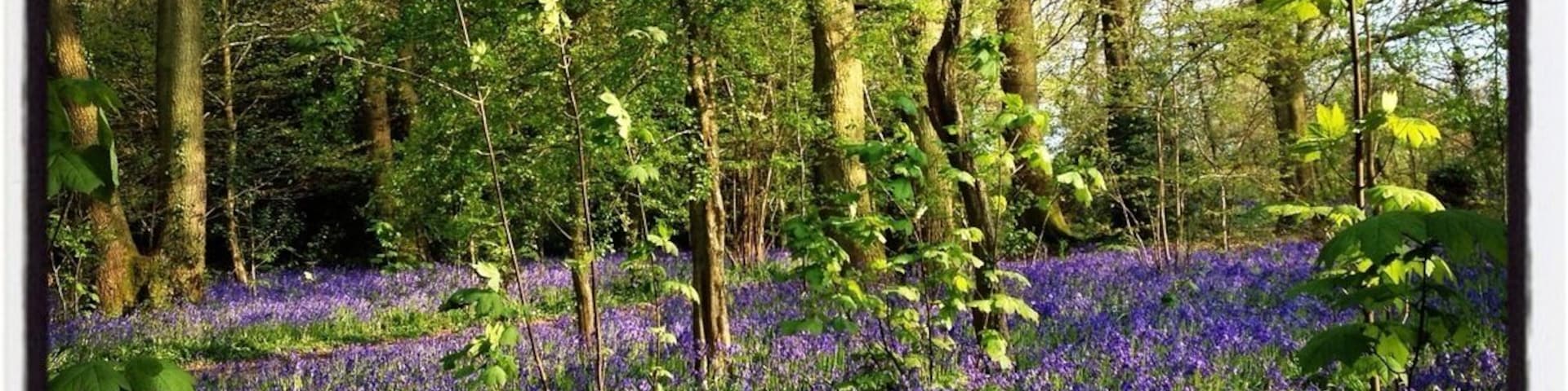 The beautiful nature reserve right on our doorstep. Bluebell time is my favourite time of the year up there ❤️