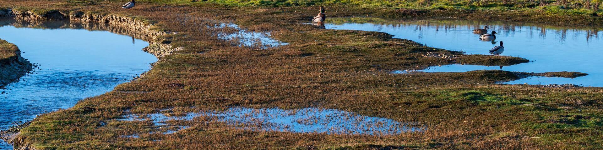 A view of the salt marsh at Rye Harbour nature reserve