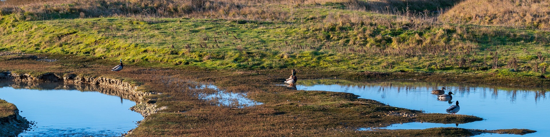 A view of the salt marsh at Rye Harbour nature reserve