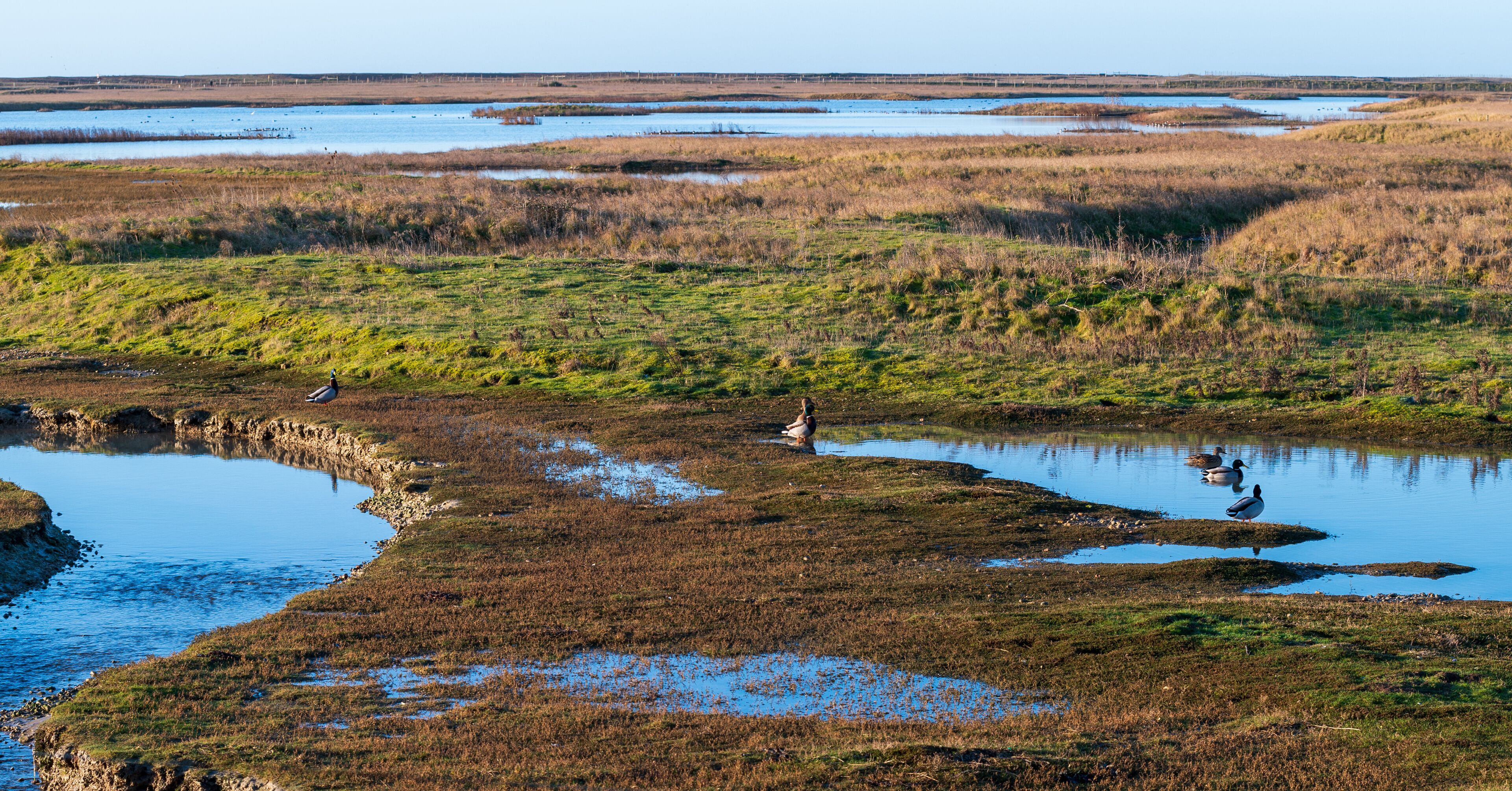 A wetland landscape with water bodies and patches of grass.