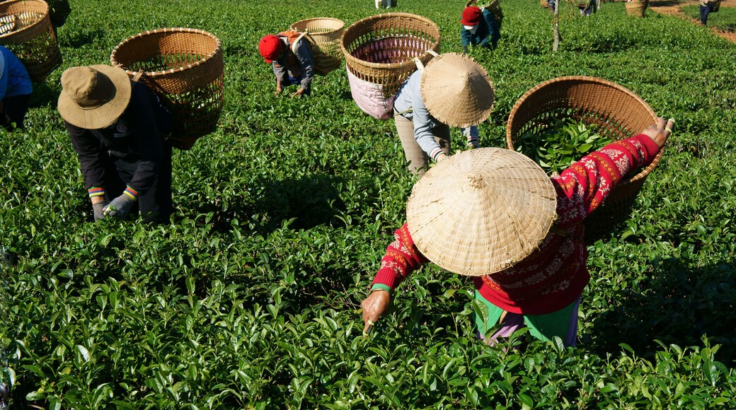 Tea picker pick tea leaf on agricultural plantation