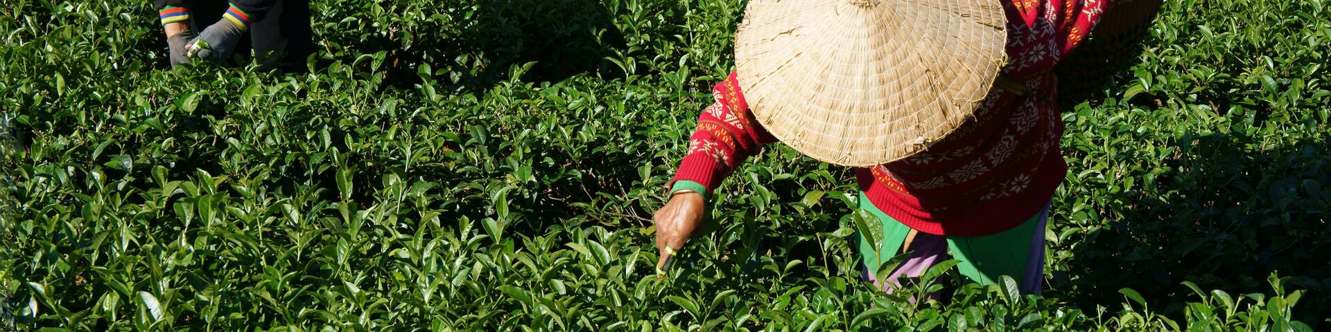Tea picker pick tea leaf on agricultural plantation