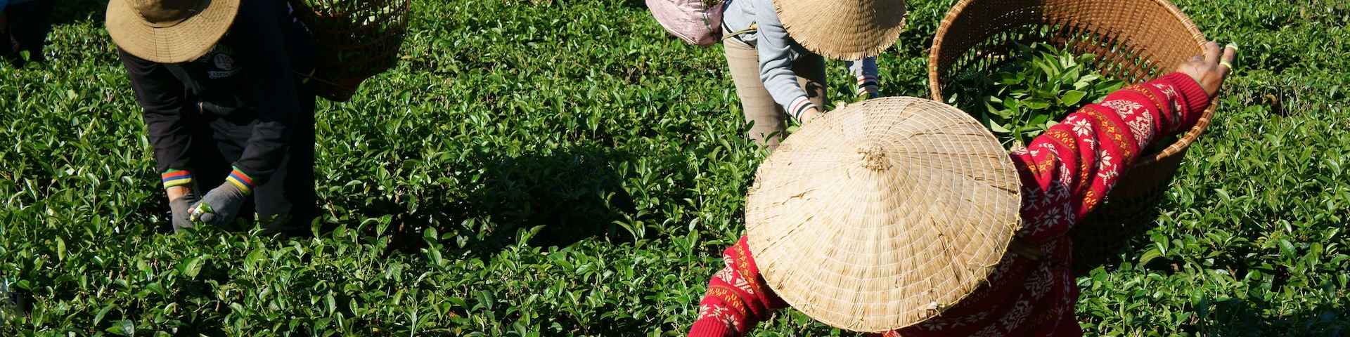 Tea picker pick tea leaf on agricultural plantation