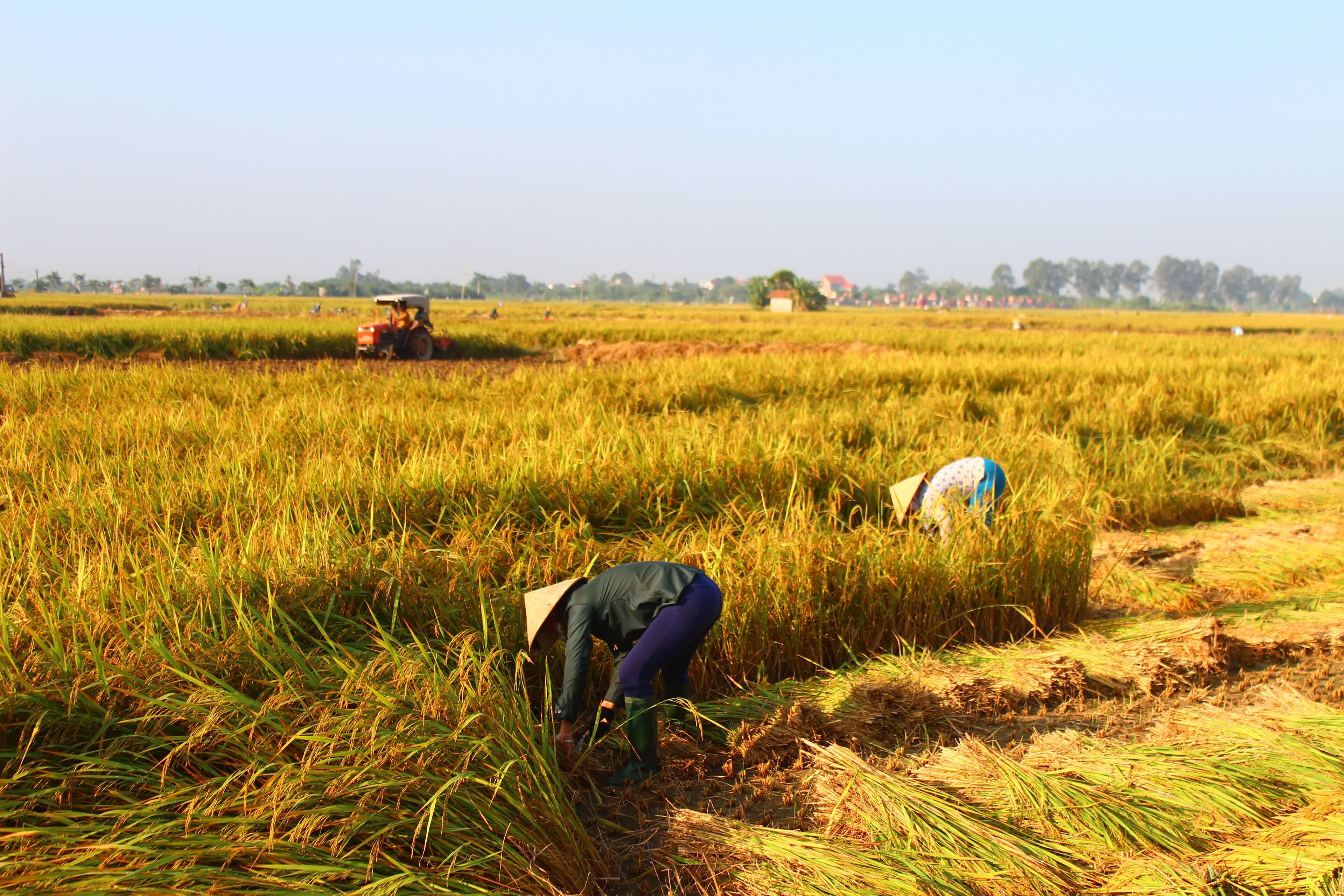 HAI DUONG, VIETNAM, SEPTEMBER, 29: Vietnamese woman farmer harvest on a rice field on September 29, 2014 in Hai Duong, Vietnam