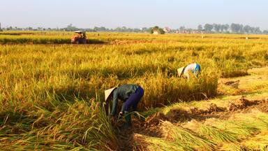 A person harvesting crops in a field with a tractor in the background.