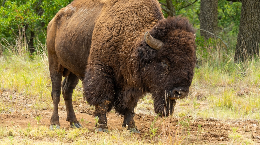 Wichita Mountains Wildlife Refuge, Buffalo, Bison roaming