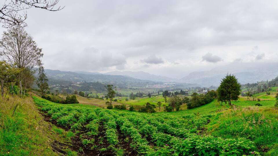 A lush green valley with tea plantations and distant mountains under a cloudy sky.