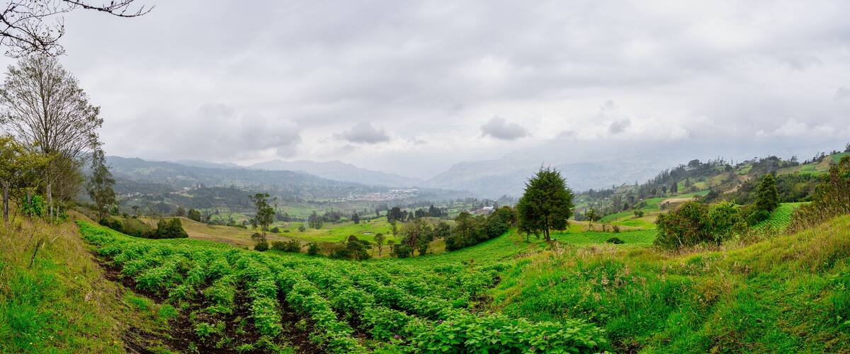 A lush green valley with tea plantations and distant mountains under a cloudy sky.