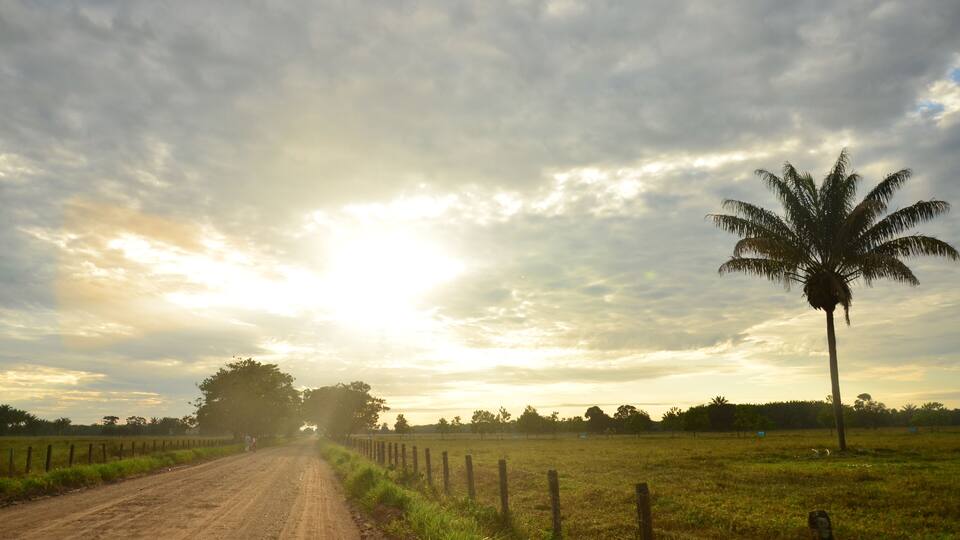 A dirt road with a fence, a palm tree, and a cloudy sky.