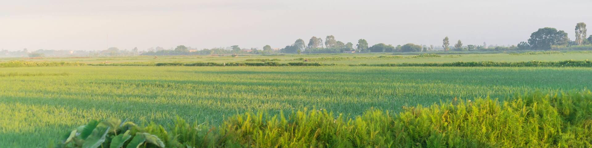 Panorama view rice field, taro leaves and cloud blue sky at the countryside in Thai Binh province, North Vietnam