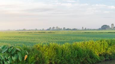 Panorama view rice field, taro leaves and cloud blue sky at the countryside in Thai Binh province, North Vietnam