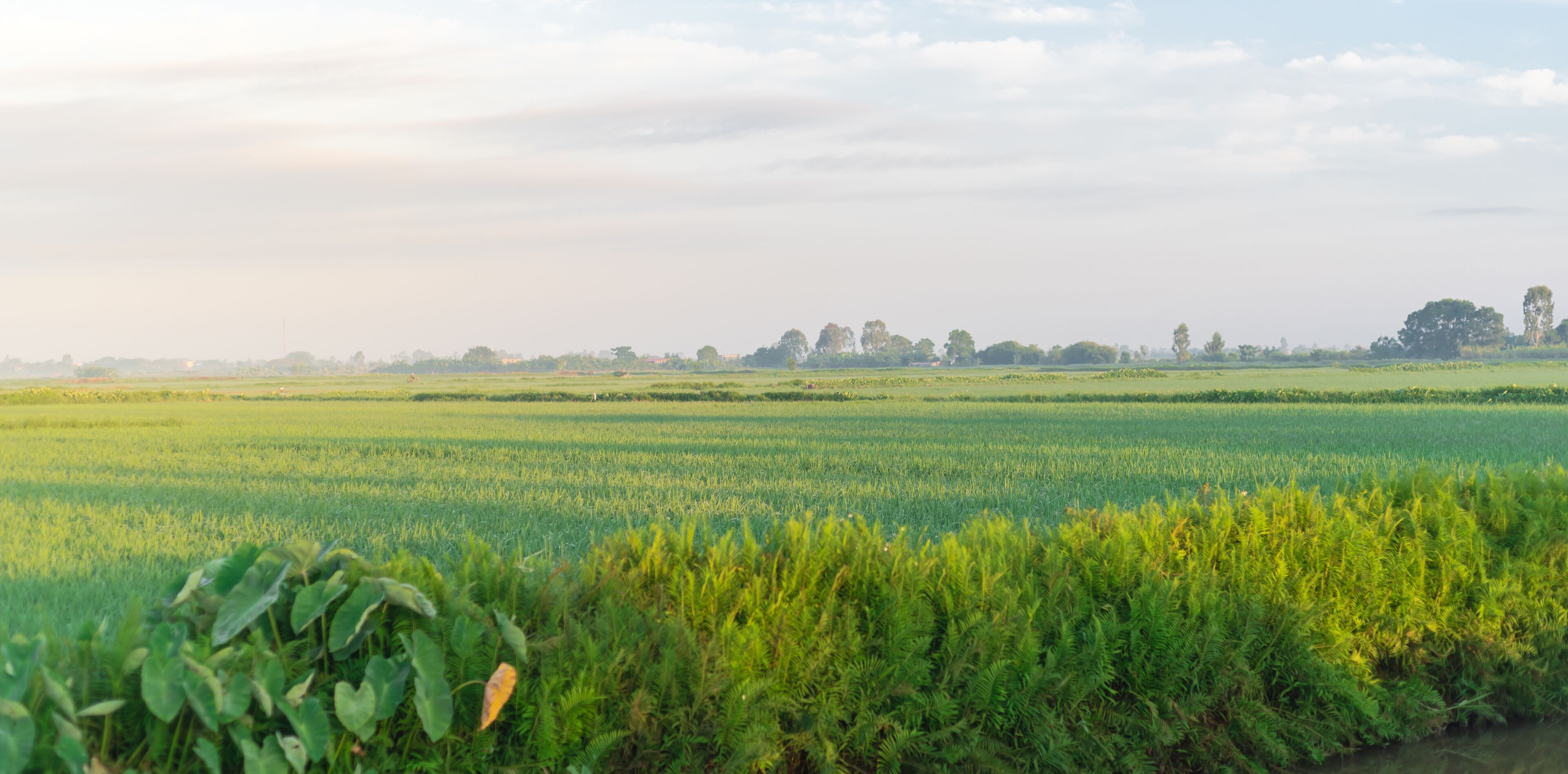 A vast green field with a line of trees in the distance.