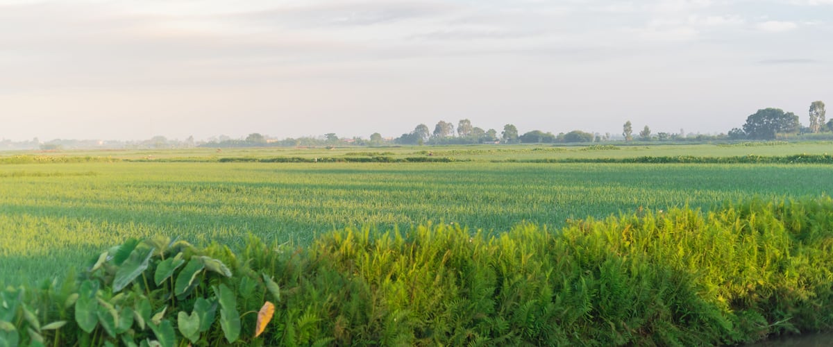 A vast green field with a line of trees in the distance.