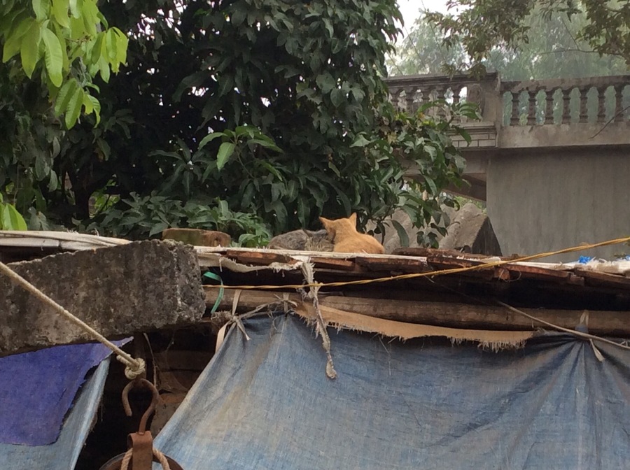 Cats on the not so hot tin roof in a local village south east of Hanoi. This was my second visit with Bloom Microventures, a microfinance charity that helps empower marginalised women in the countryside that live below the poverty line (less than $18 a month household income in Vietnam). Visit if you want to get to know Vietnam beyond the tourist gloss and make a real difference.
