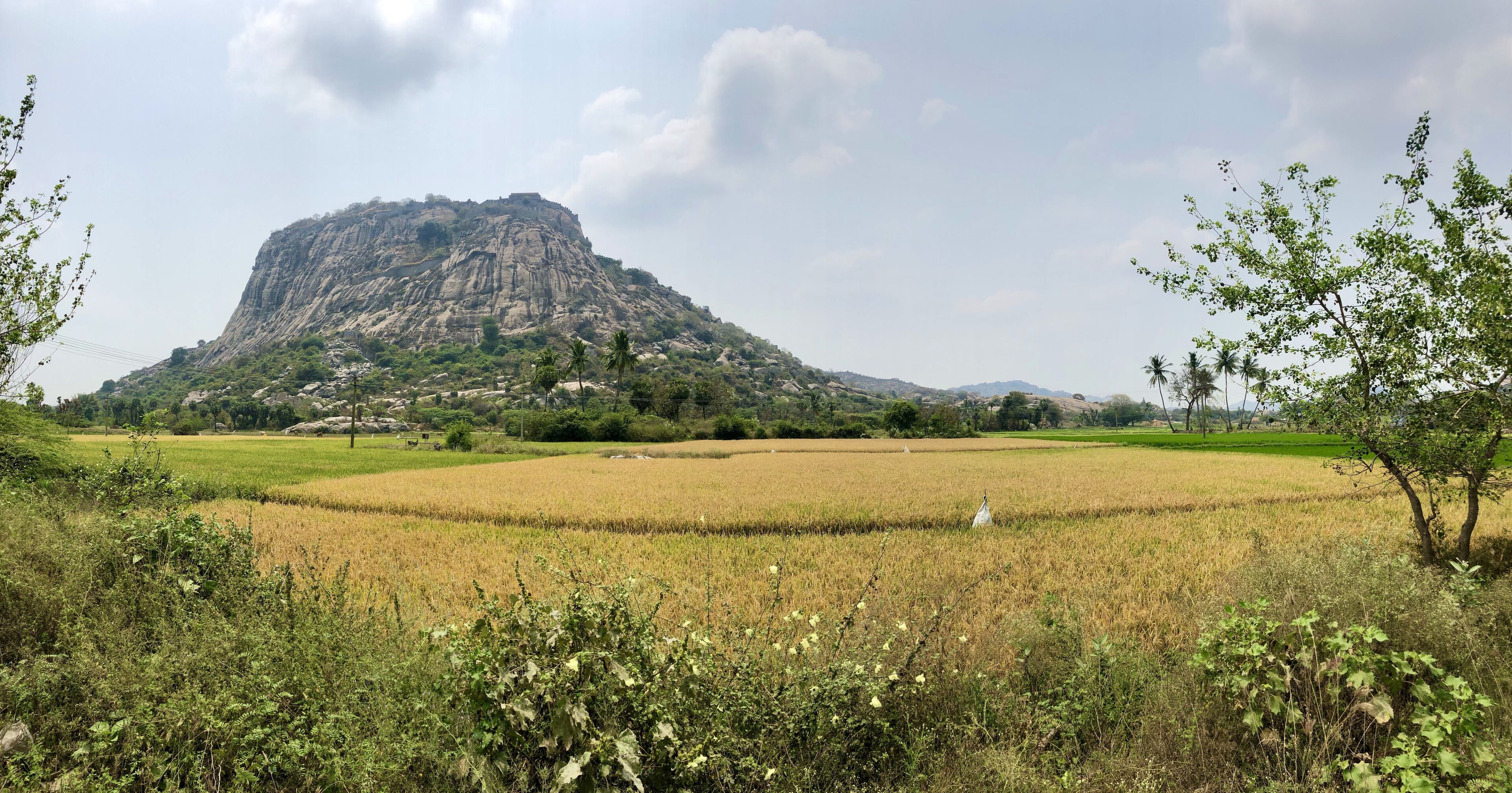 View of the fields against the massive cliff. Villupuram, Tamil Nadu, India.