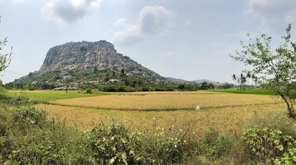 View of the fields against the massive cliff. Villupuram, Tamil Nadu, India.