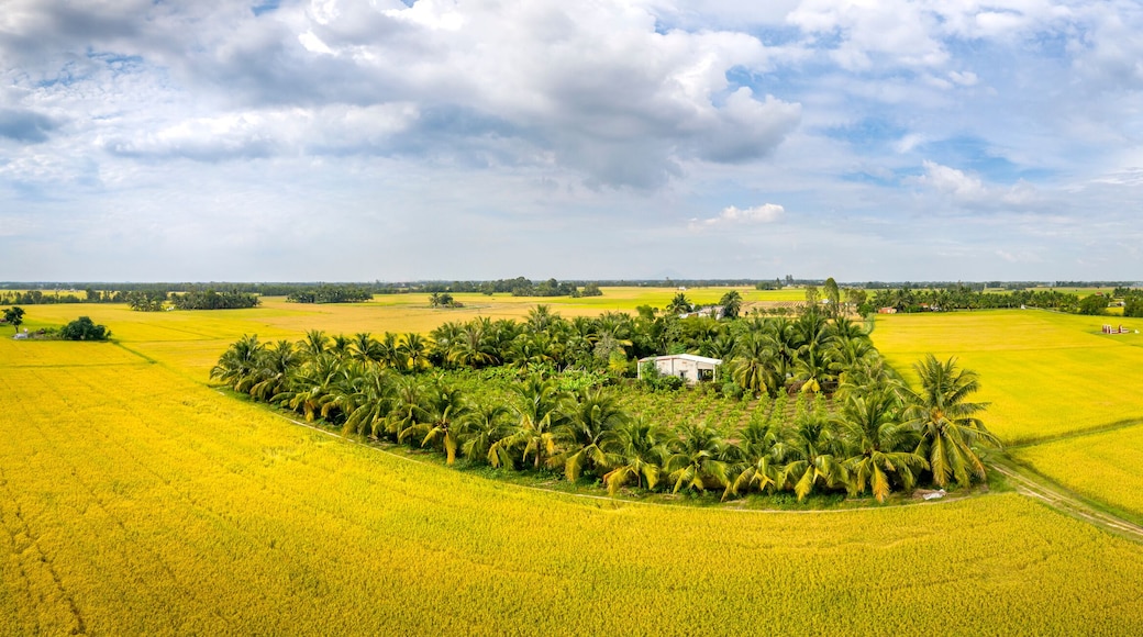 Panoramic view of rice fields in Tay Ninh province, Vietnam. Beautiful scenery in the countryside in southwestern Vietnam
