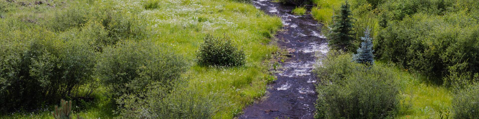 Along the West Fork Black River on the Thompson Trail in the White Mountains of east central Arizona.