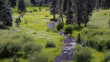 Along the West Fork Black River on the Thompson Trail in the White Mountains of east central Arizona.