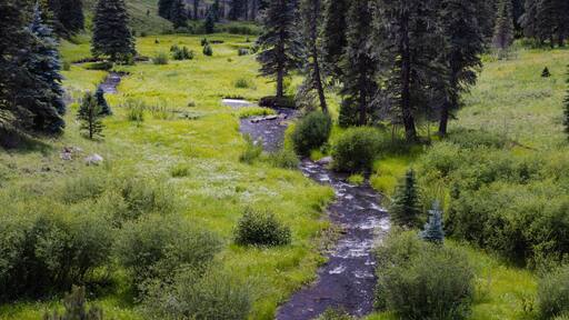 Along the West Fork Black River on the Thompson Trail in the White Mountains of east central Arizona.