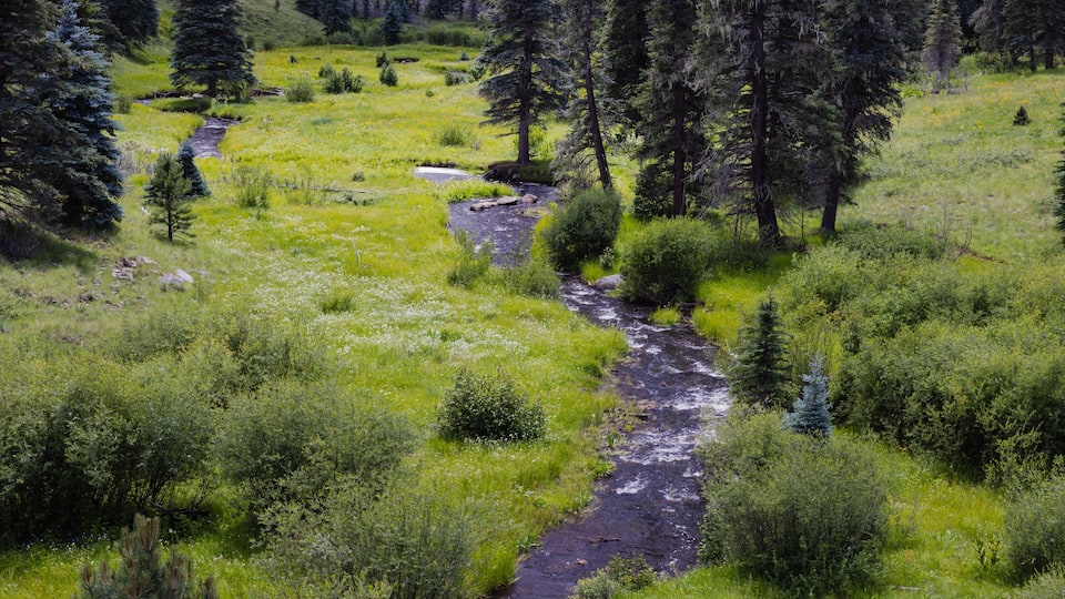 A river winding through a lush green valley with dense coniferous trees.