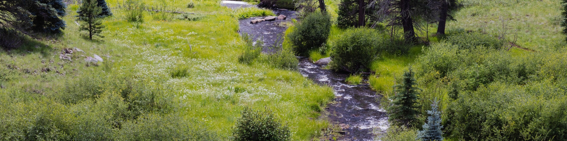 Along the West Fork Black River on the Thompson Trail in the White Mountains of east central Arizona.
