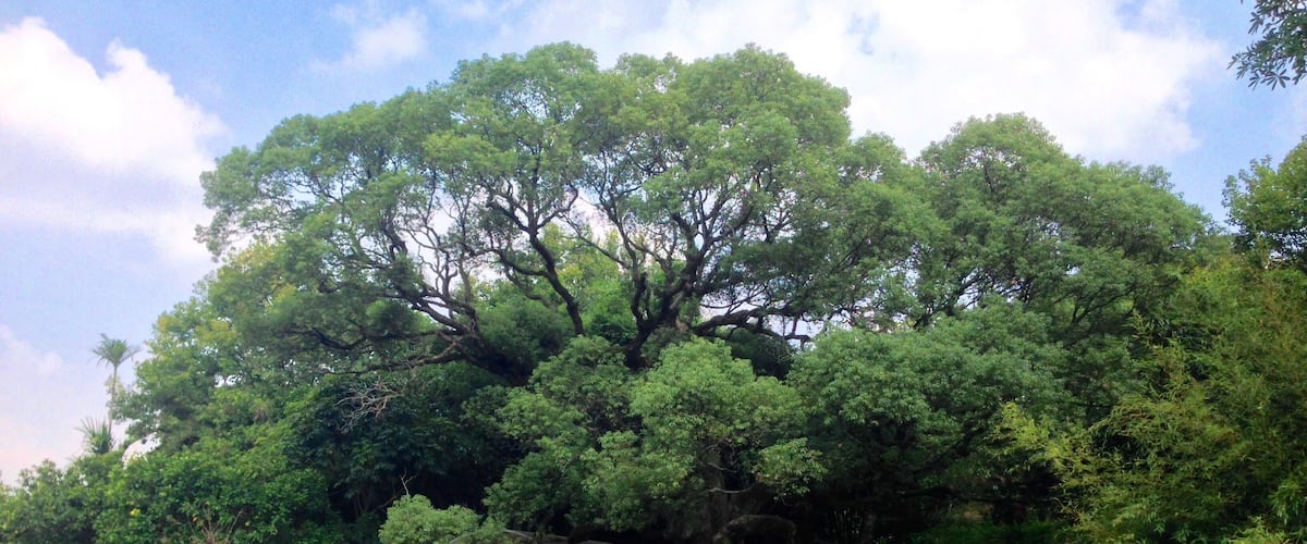 楊梅樟樹伯公遠景
