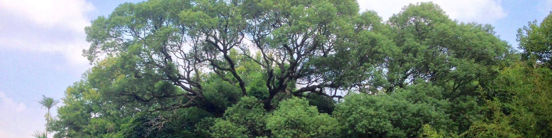 楊梅樟樹伯公遠景