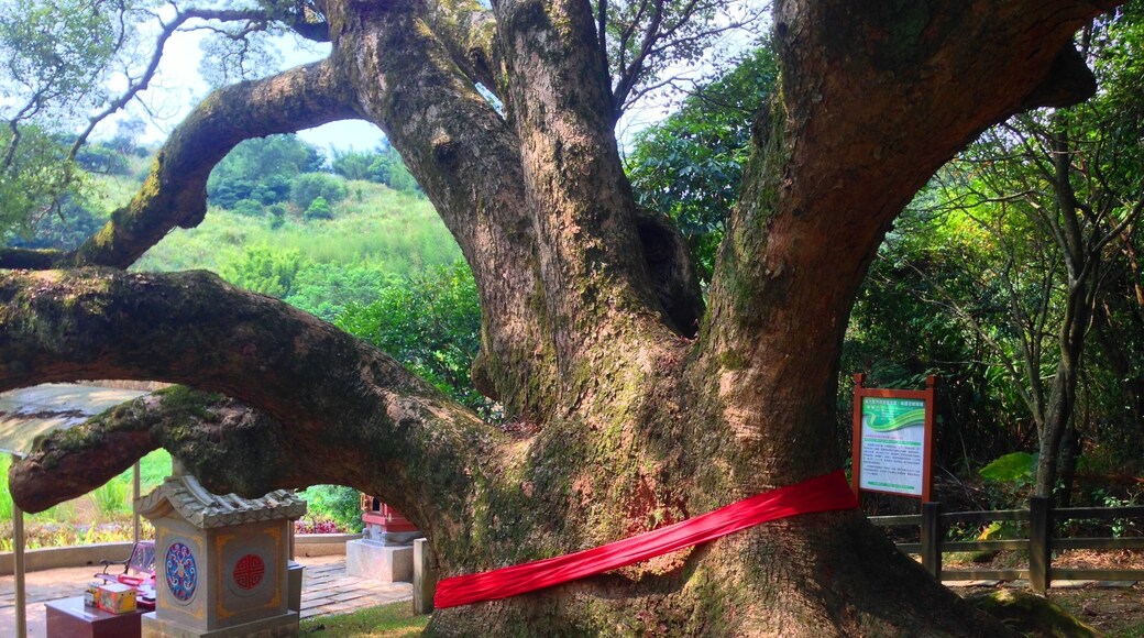 楊梅樟樹伯公樹幹