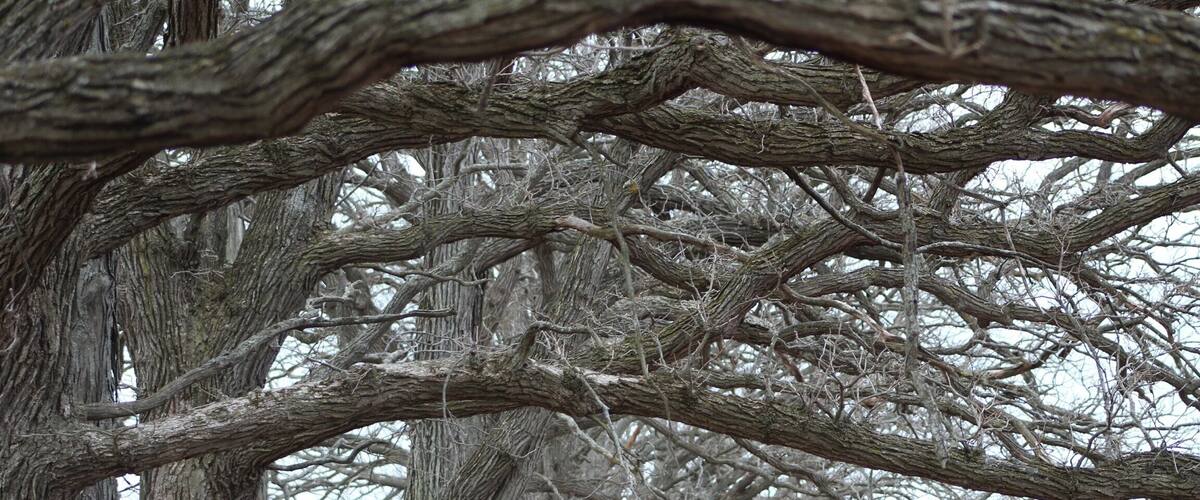 Part of the scenery of the Ice Age Trail in Eagle. An awesome segment of the Trail!There are some hills but nothing too bad.