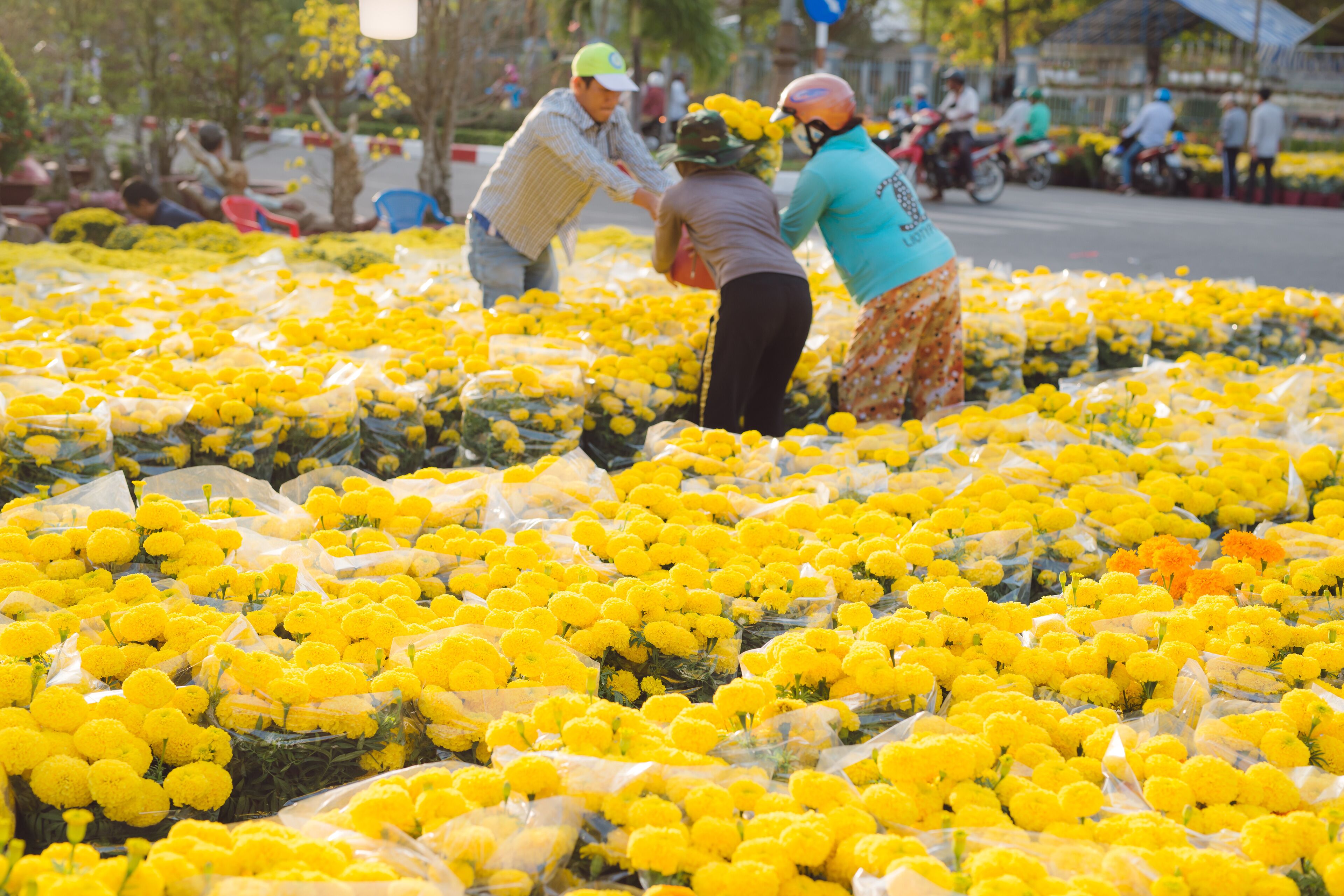 BAC LIEU, VIETNAM - FEBRUARY 12, 2018: Unidentified people buy apricot trees and yellow and orange flowers to decorate their homes for Tet, Lunar New Year. It is the biggest holiday in Vietnam.
