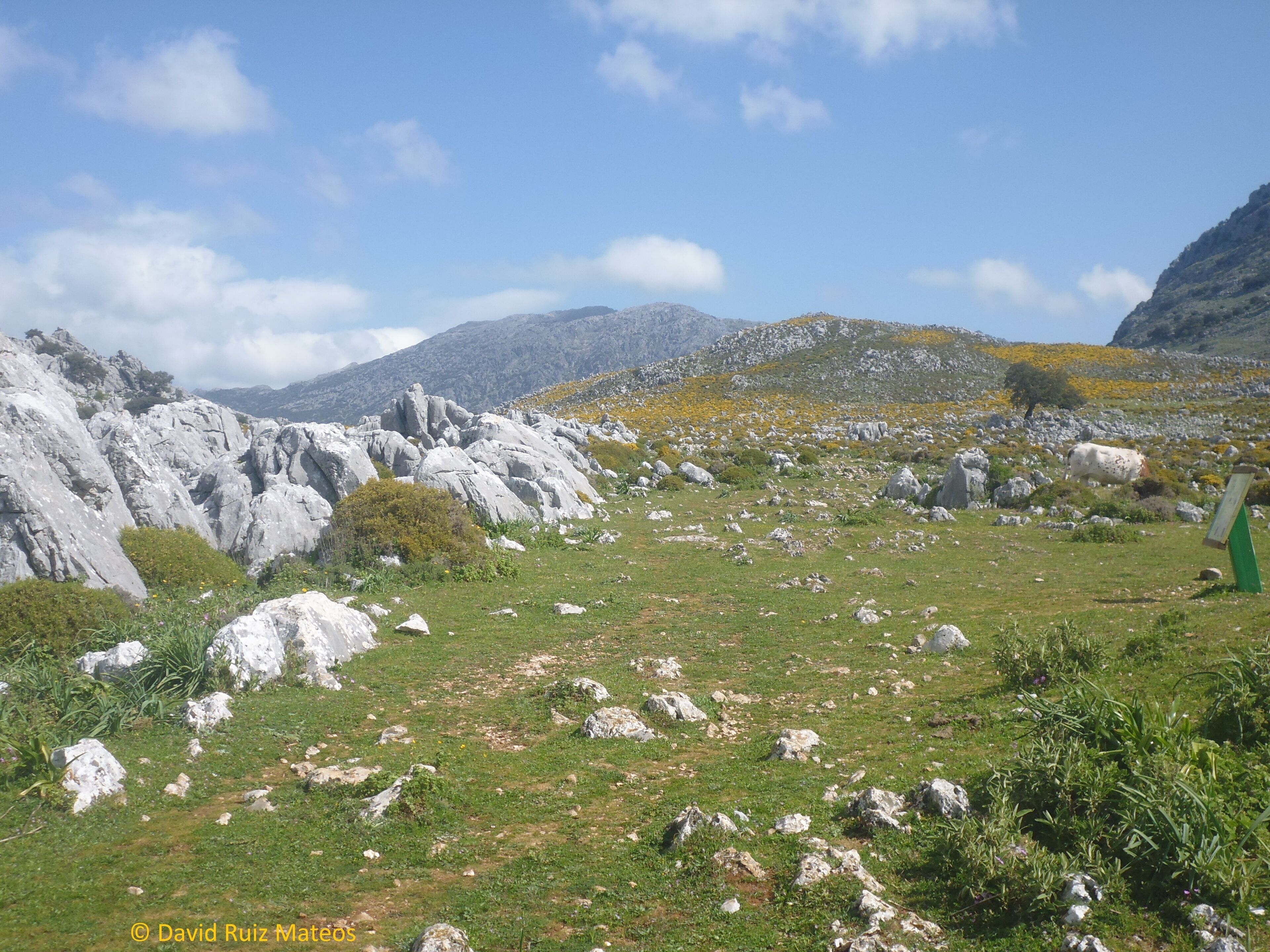 Puerto de Don Fernando en plena Sierra de Grazalema, donde pueden observarse algunas singularidades como la Encina de La Alcahueta, árbol singular de la provincia de Cádiz, algunas formaciones de terra rossa, dolinas y lapiaces.