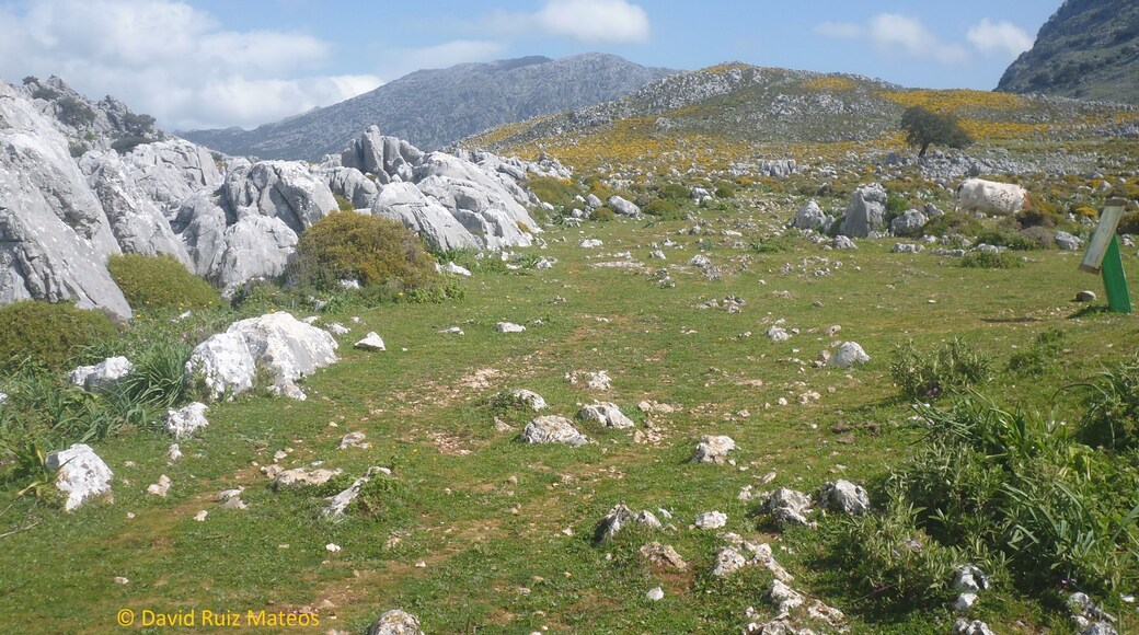 Puerto de Don Fernando en plena Sierra de Grazalema, donde pueden observarse algunas singularidades como la Encina de La Alcahueta, รกrbol singular de la provincia de Cรกdiz, algunas formaciones de terra rossa, dolinas y lapiaces.