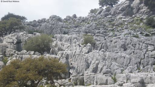 Lapiaces de algunos tipos en el que el más abundante es el lapiaz en regueros Rillenkarren, en el puerto de Don Fernando, Benaocaz.