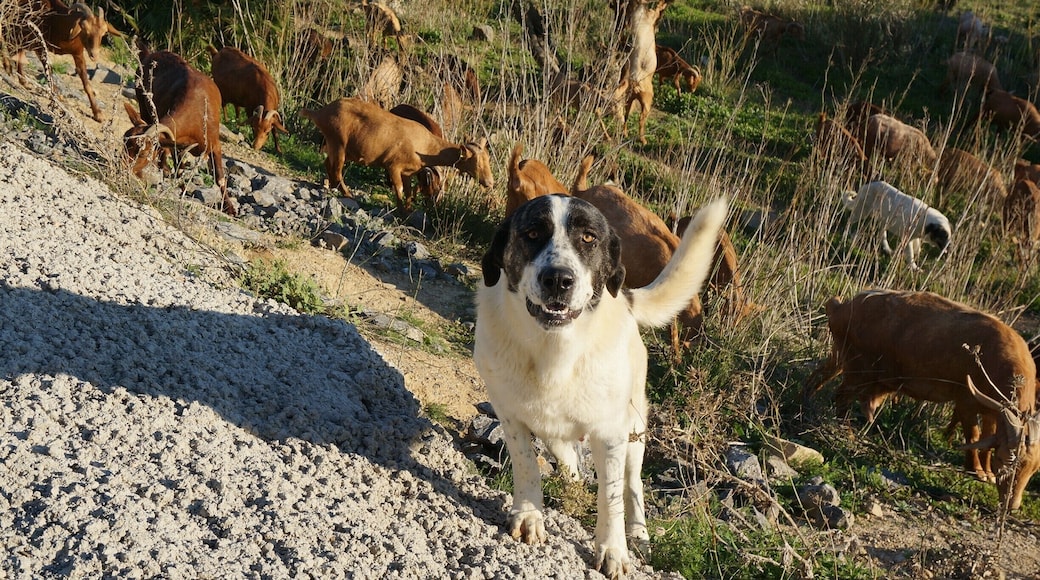 Andalusian Shepherd in Andalusia with his goats.