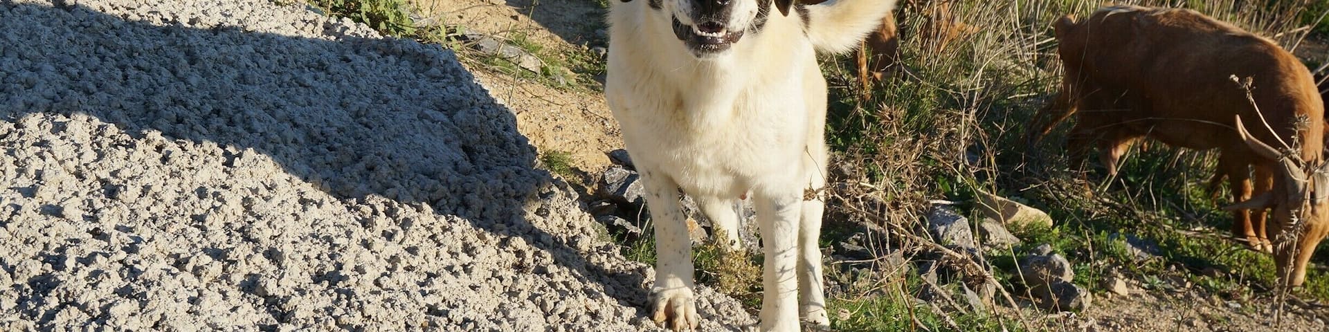 Andalusian Shepherd in Andalusia with his goats.