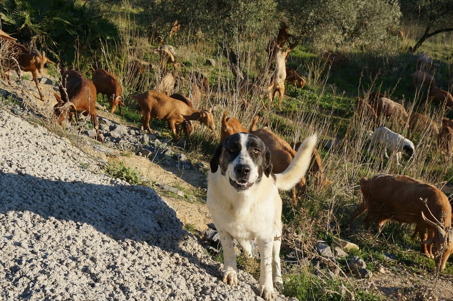 Andalusian Shepherd in Andalusia with his goats.