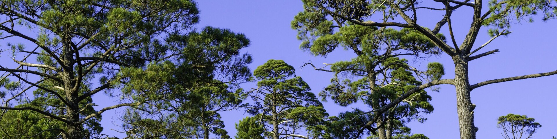 Un paisaje con varios pinos en una colina cubierta de hierba bajo un cielo azul despejado.