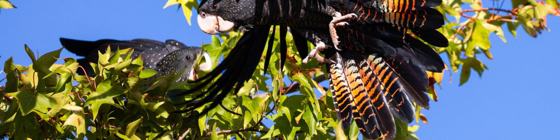 Flying beautiful red tailed black cockatoo in a tree around the Swan Valley, Perth, Western Australia