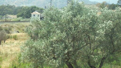 29560 Pizarra, Málaga, Spain