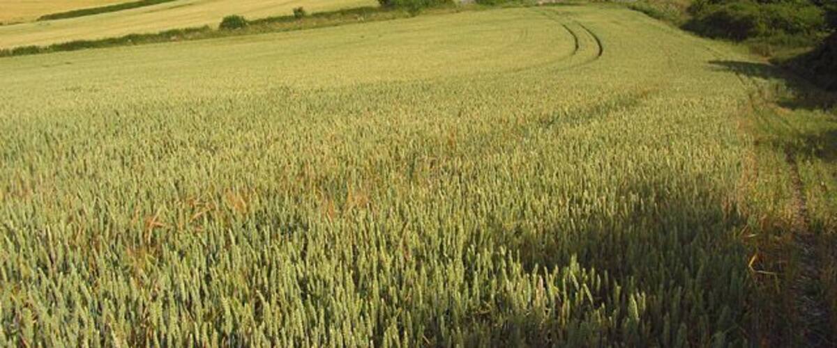 Farmland, Saunderton Fields of wheat in the hilly Chiltern landscape. This is the view from the eastern side of Slough Hill. A largely wooded ridge continues to West Wycombe.