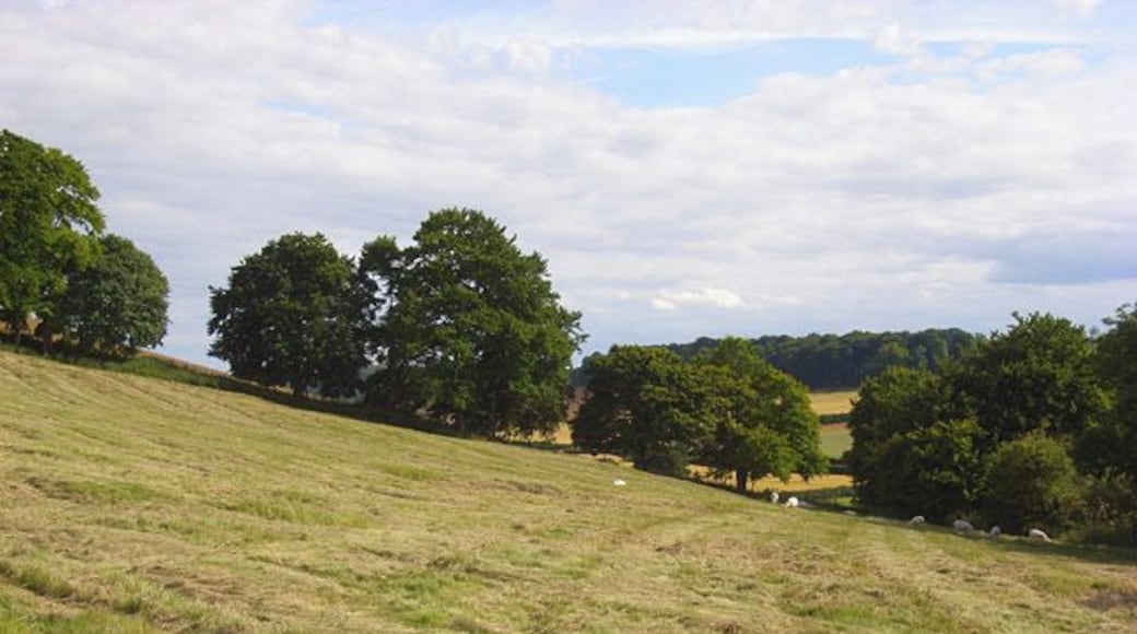 Farmland, Saunderton A mown field now being grazed by sheep on a hillside just above Slough Bottom Farm.