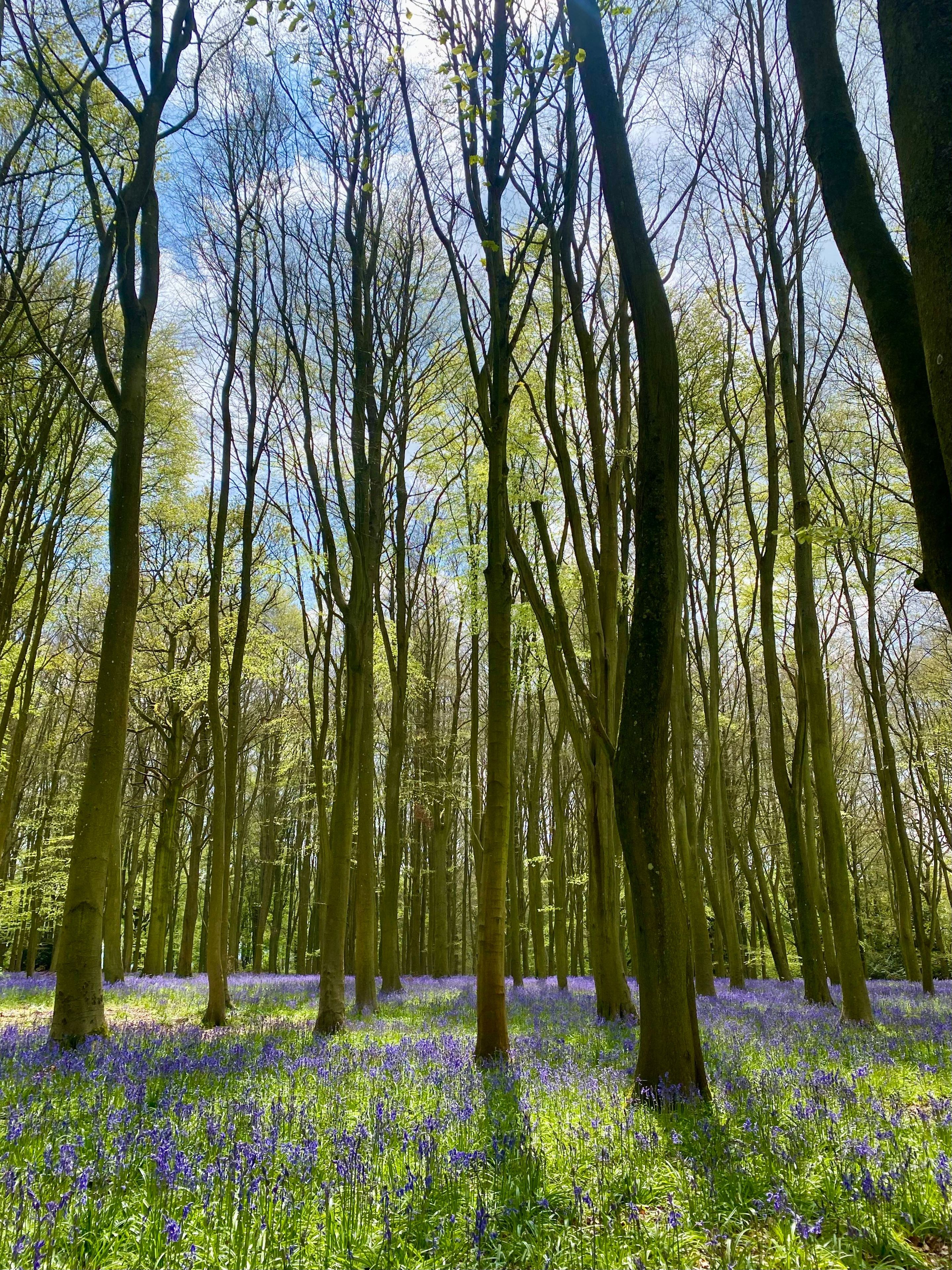 Ein Wald mit hohen Bäumen und einem Teppich aus blauen Blumen.