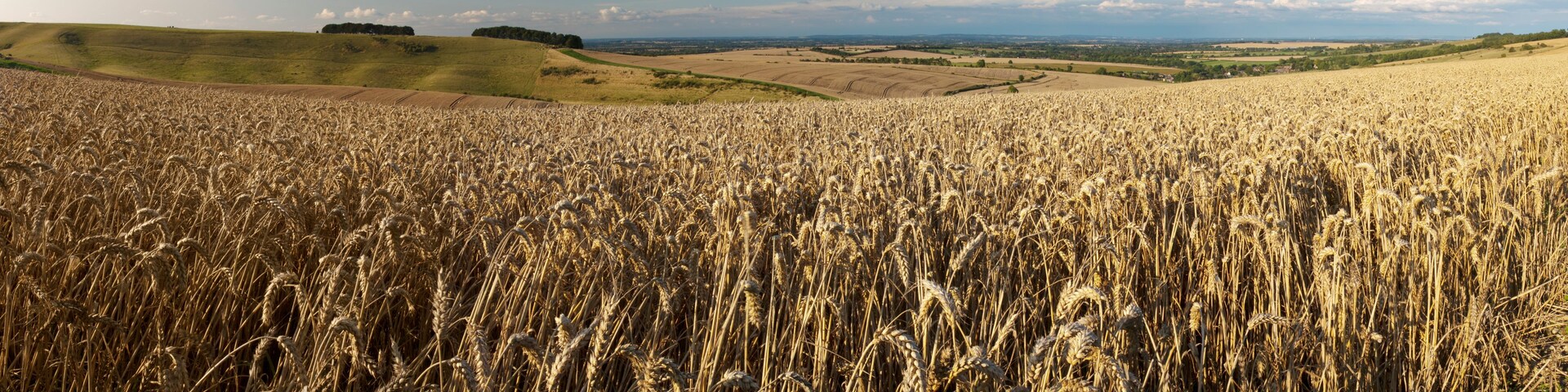 A vast wheat field with rolling hills in the background.