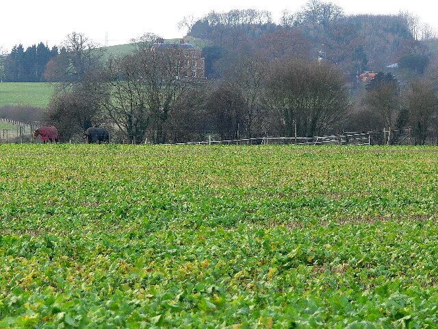 Winter Crop. View over farm fields towards Chiselhampton House.