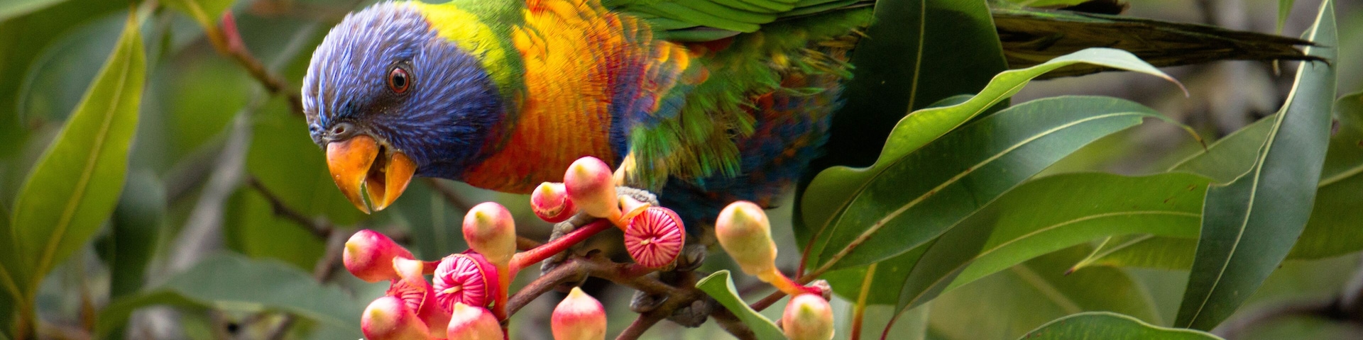 rainbow lorikeet in a blooming tree