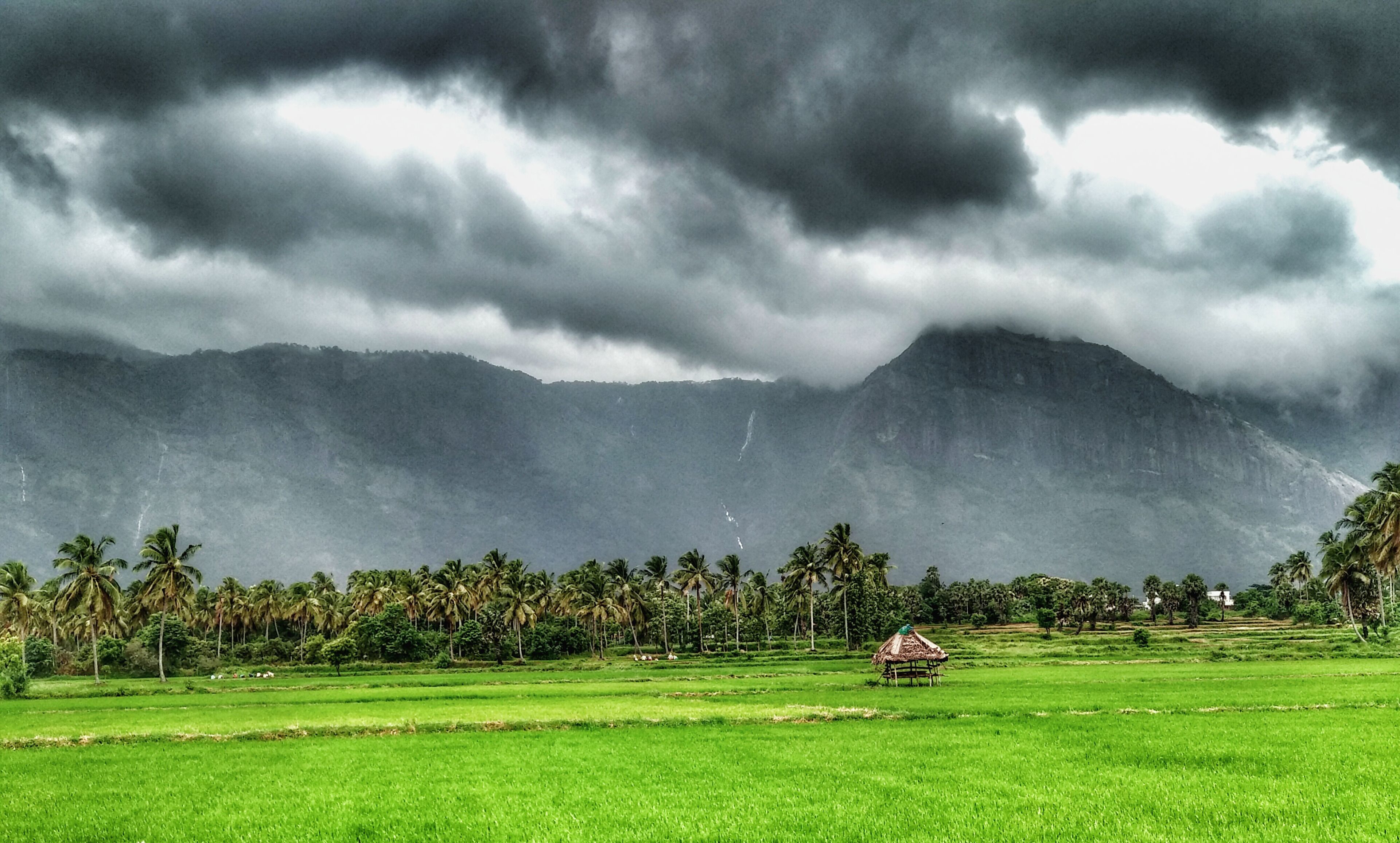 A lush green field with a small hut and palm trees, under a cloudy mountain backdrop.