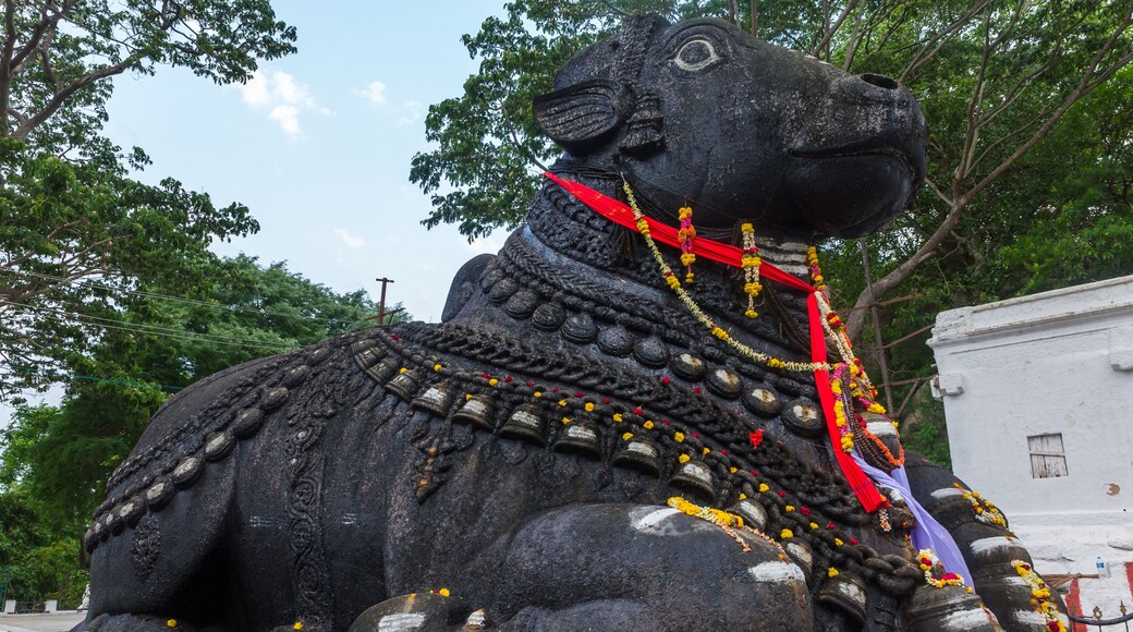 350 year old monolithic statue of Nandi (Bull) God, Chamundi Hill, Mysore, India. South Indian Temple, Hindu religious place. Mysore Maharaja.