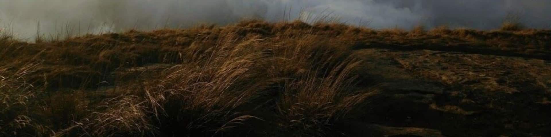 A vast sea of clouds below a grassy hilltop.